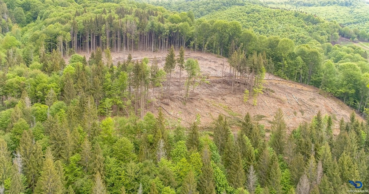 Наслідки незаконного вирубування лісів у Карпатах